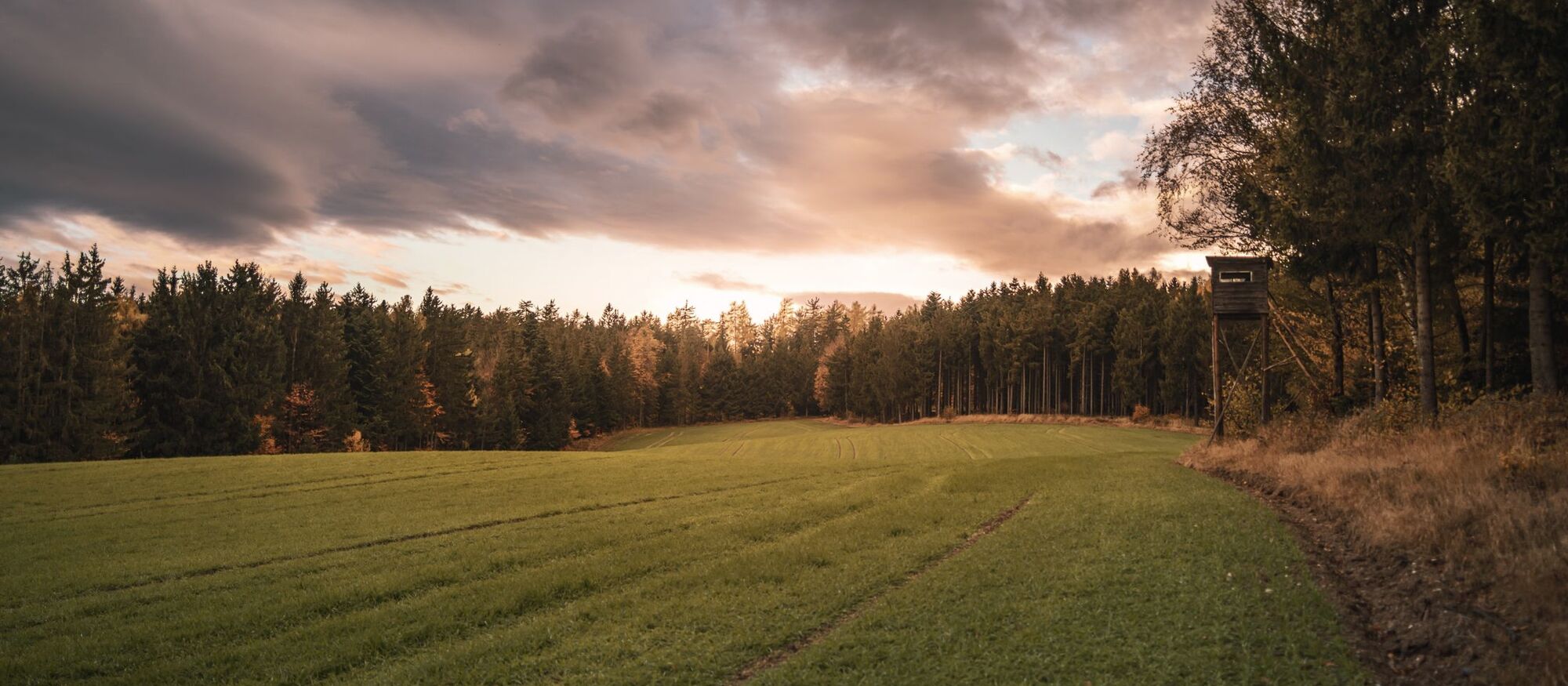 Weites Jagdrevier mit Hochsitz in der Abenddämmerung